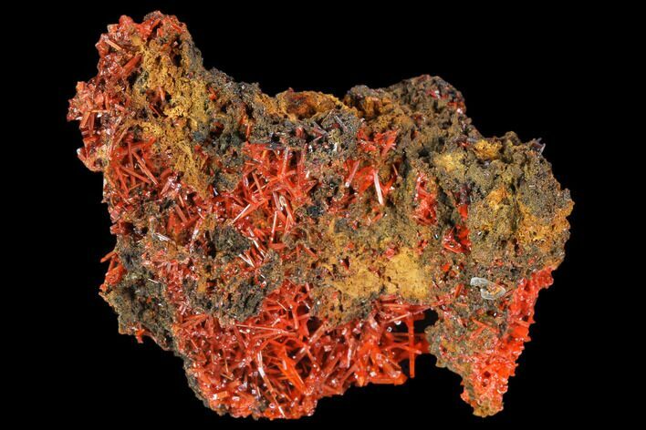 Bright Orange Crocoite Crystal Cluster - Tasmania #127945